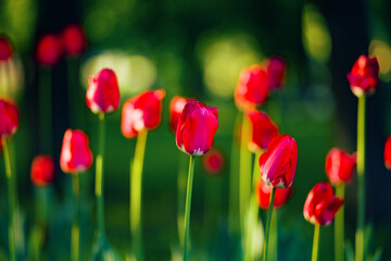 Fototapeta premium Close-up of a flower bed of red tulips