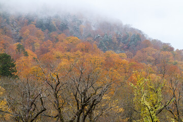 初冬　紅葉と初雪の山　岐阜県白川村　
