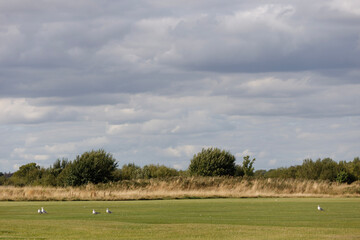 Green lawn autumn cloudy day. Gulls. 