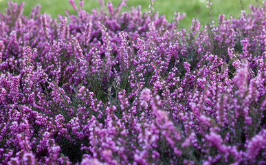 Naklejka premium heather close-up on a sunset background beautiful blur background 