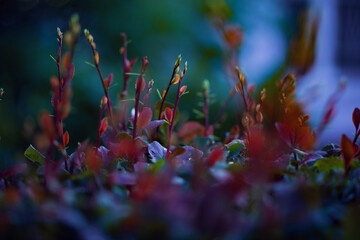Close-up of ornamental bushes. Purple leaves.