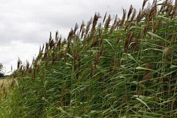 Phragmites Australis. Giant Reeds. Autumn.