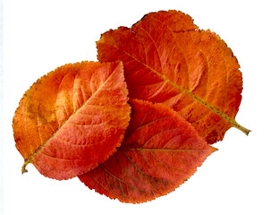 Autumn leaves orange red on a white background. High quality photo