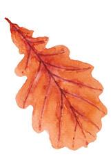 Watercolor illustration of yellow and red autumn leaves. Png files 