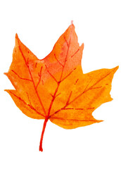 Watercolor illustration of yellow and red autumn leaves. Png files 