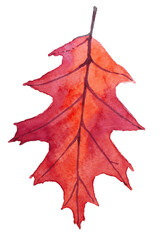 Watercolor illustration of yellow and red autumn leaves. Png files 