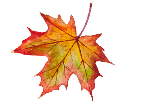 Watercolor illustration of yellow and red autumn leaves. Png files 