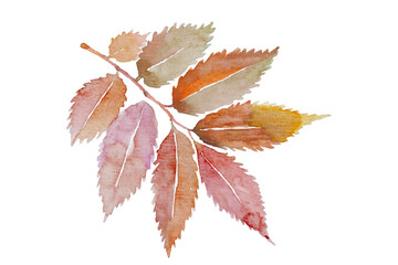 Watercolor illustration of yellow and red autumn leaves. Png files 
