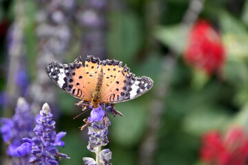 花にとまるツマグロヒョウモン