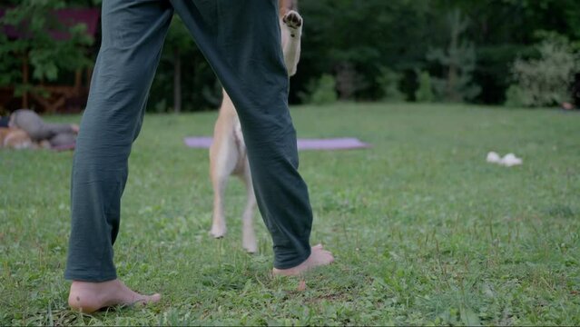 The girl walks on the grass barefoot, next to her runs and jumps on the owner dog, Shiba Inu, Slow motion 
