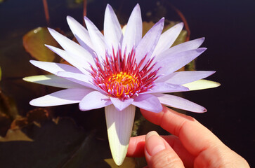 Closeup of a Gorgeous Nymphaea Wood's Blue Goddess Tropical Water Lily