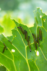 A group of several pest caterpillars on the leaves of white cabbage in the vegetable garden in...