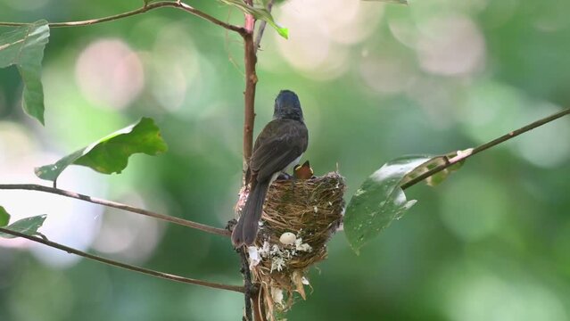 Black-naped Monarch, Hypothymis azurea, Kaeng Krachan National Park