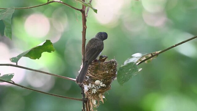 Nestlings, Black-naped Monarch, Hypothymis azurea, Kaeng Krachan National Park