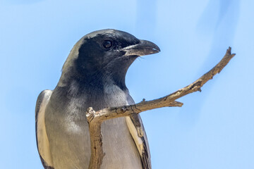 Black-faced Cuckoo Shrike in Northern Territory Australia