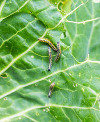A group of several pest caterpillars on the leaves of white cabbage in the vegetable garden in summer