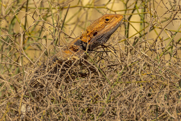 Central Bearded Dragon in Northern Territory Australia