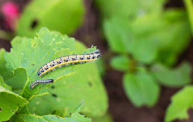 A group of several pest caterpillars on the leaves of white cabbage in the vegetable garden in summer