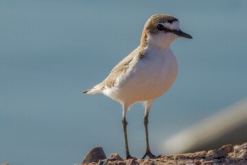 Red-capped Plover in Northern Territory Australia