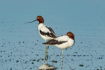 Red-necked Avocet in Northern Territory Australia