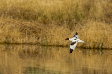 Red-necked Avocet in Northern Territory Australia