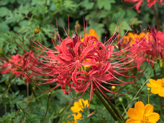 曼珠沙華と秋桜