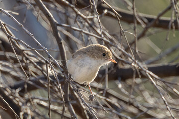 White-winged Fairywren in Northern Territory Australia