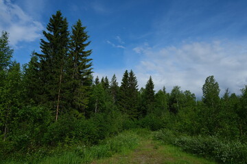 Fototapeta na wymiar Wild forest, natural forest background, summertime 