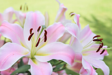 Beautiful pink lily flowers close-up on a blurry park background. Selective focus