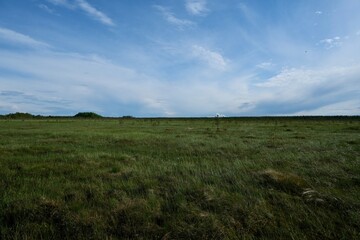 Obraz premium Empty swamp, swamp background, natural reserve 
