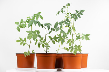 Growing tomatoes from seeds, step by step. Step 10 - seedlings grow in pots