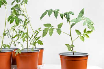 Growing tomatoes from seeds, step by step. Step 10 - seedlings grow in pots