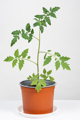Growing tomatoes from seeds, step by step. Step 10 - seedlings grow in pots
