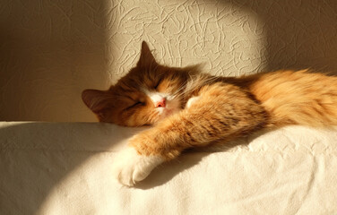 Ginger cat sleeping on the white bed with sunight, home interior