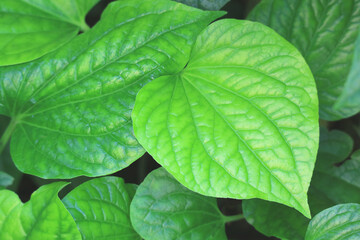 Closeup of Vivid Green Heart-shaped Leaf of Piper Betle Foliage 