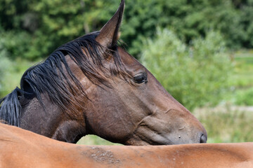 A brown horse in a pasture in summer