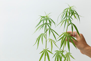 Hand holding marijuana plant close-up.