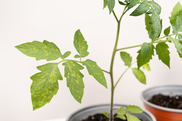 Yellow and white spots on tomato leaves. Plant diseases during the cultivation of vegetables