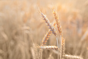 Straight ripe ears of wheat against the background of a blurred agricultural field. The concept of harvesting. Selective focus. Copy space