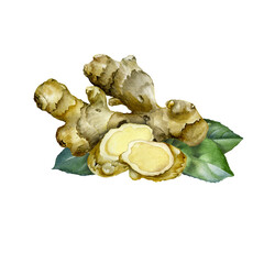 Hand Drawn Ginger watercolor sketch. Illustration For Food Design.