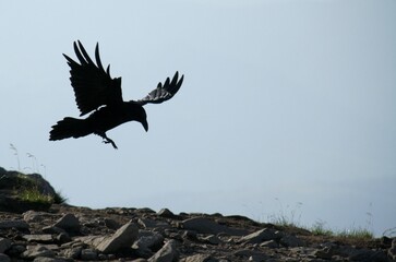 the raven in a flight