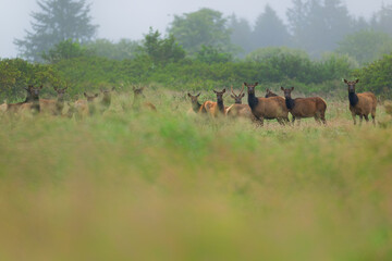 Naklejka na ściany i meble A herd of elk gathered and looking at the camera in a flowery meadow with foggy lushy green background
