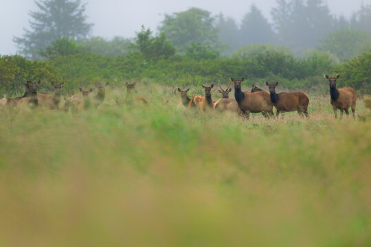 A herd of elk gathered and looking at the camera in a flowery meadow with foggy lushy green background