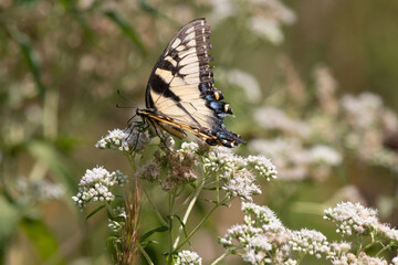 Beautiful eastern tiger swallowtail helping to pollinate this white wildflower in this meadow. These beautiful pollinators are so great for the environment. The the pretty black and yellow stripes.