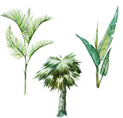 Palm trees, watercolor illustration