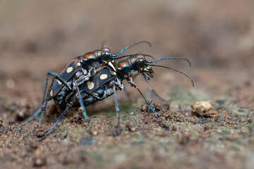 two blue spotted tiger beetle Cicindela aurulenta mating on brown soil ground