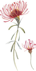 Watercolor tropical png illustration  with exotic Australian flowers, red flowers  Eremophila dichroantha, set of isolated plants