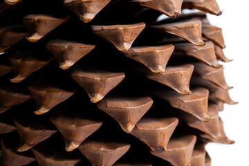 Large brown pine cone super close up on isolated white background