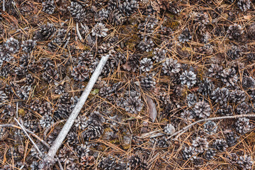 Pine cones and fallen needles in Forrest © Jan
