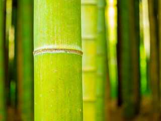 Bamboo forest background
